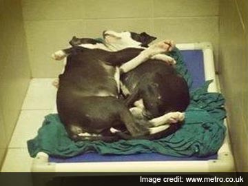 Blind puppy, brother adopted after their photo goes viral