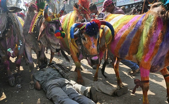 Centuries-old ceremony in Gujarat has cows walking all over men