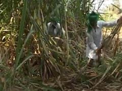 Two sugarcane farmers commit suicide as protests rage for higher prices
