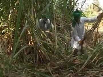 Two sugarcane farmers commit suicide as protests rage for higher prices 