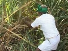 Karnataka farmers' organization rejects Siddaramaiah's 'meagre' sugarcane incentive