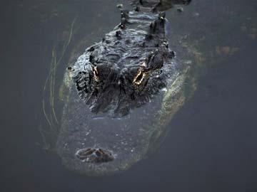 Alligator found under escalator at Chicago airport