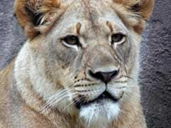 Horrified US families watch zoo lion kill lioness