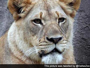 Horrified US families watch zoo lion kill lioness