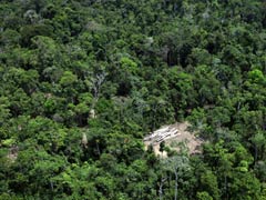 UN agrees to multi-billion dollar framework to tackle deforestation