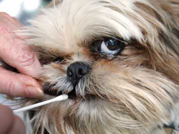 Dog-doo scofflaws get bagged through DNA testing