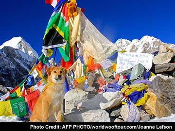 Highest hound? Rescued dog tackles Everest