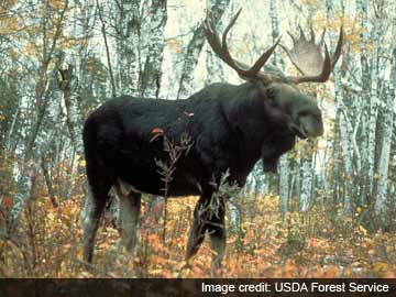 Moose milk? UN food agency says yes please