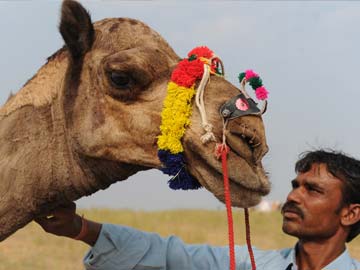 At world-famous Pushkar fair, business is very slow