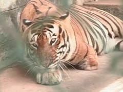 Maharashtra to get its fifth tiger reserve