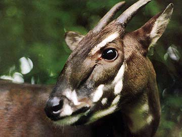 Rare mammal first sighted in Vietnam in years