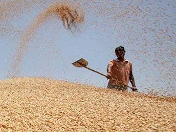 Punjab government to provide wheat at Re 1 per kg from Decemeber 1