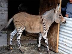 Is it a zebra? Is it a donkey? It's a zonkey!