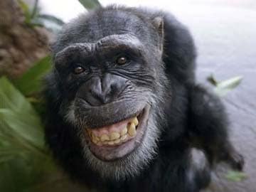Chimps do not give in to peer pressure