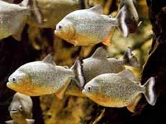 60 hurt in Argentina piranha attack