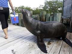 San Diego sued over smelly sea lion waste