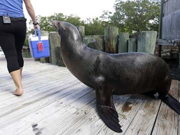 San Diego sued over smelly sea lion waste