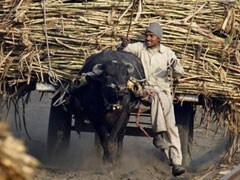Uttar Pradesh resolves sugar cane price row, crushing to start