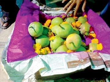 Mumbai: Rare batch of December mangoes snapped up for Rs 8500