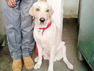 Mumbai: 11-month-old Anny busts drugs worth Rs 3 crore at airport