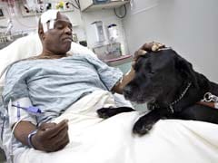Hero dog saves blind man after a fall on subway track