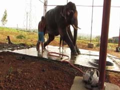 Free Sunder: PETA claims lawmaker won't release tortured elephant