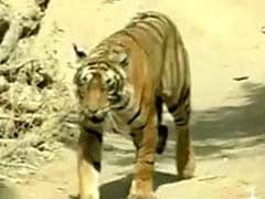 Tiger estimation begins in Kerala forests