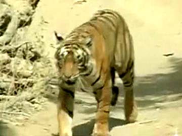 Tiger estimation begins in Kerala forests