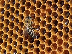 Australian scientists microchip bees to map movements, halt diseases