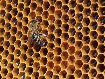 Australian scientists microchip bees to map movements, halt diseases