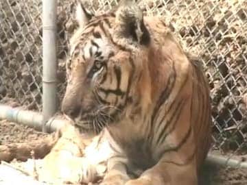 Kanpur: Guddu, 26, India's longest surviving tiger dead