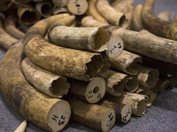 Hong Kong to burn one of Asia's major stockpiles of ivory