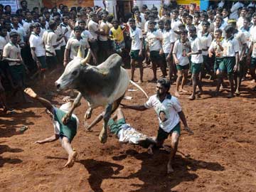 One killed, 29 injured in jallikattu