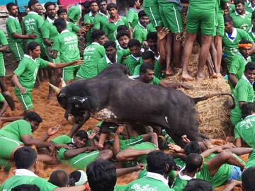 Man gored to death by bull at Jallikattu event in Tamil Nadu 