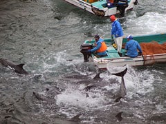 Japan dolphin hunt goes on after slaughter: campaigners