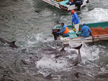 Fishermen kill 30 more dolphins in Japan: activists