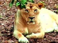 Two lionesses mowed down by train in Gujarat