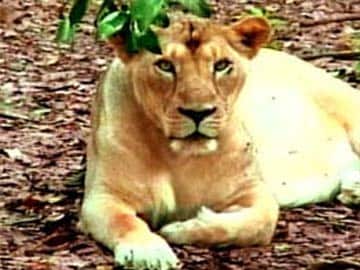 Two lionesses mowed down by train in Gujarat
