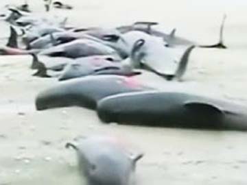 Mass whale stranding on New Zealand coast