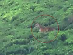 Elusive tiger which killed three persons spotted near Ooty; 45 schools to remain shut in area