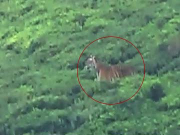 Tamil Nadu: Man-eating tiger surfaces after five day gap, kills cow