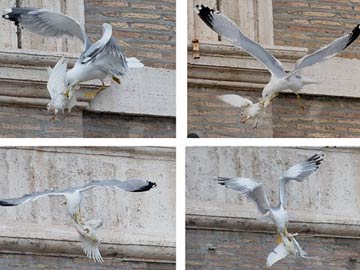 Birds attack peace doves freed from pope's window 