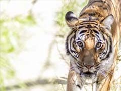 Drones to keep watch on tigers and poachers in Madhya Pradesh's Panna Reserve