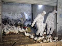 Seven more China bird flu cases in fresh wave of infection