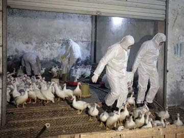 China reports one more H7N9 bird flu death