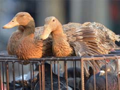 South Korea orders bird flu lockdown