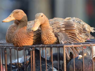New H7N9 bird flu deaths reported in China: report