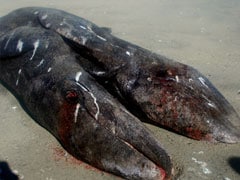 'Exceptionally rare' conjoined whales found in Mexico