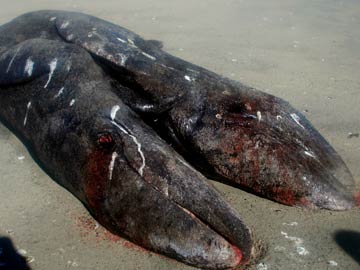 'Exceptionally rare' conjoined whales found in Mexico