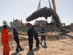 Dead whale found on Uruguay beach buried